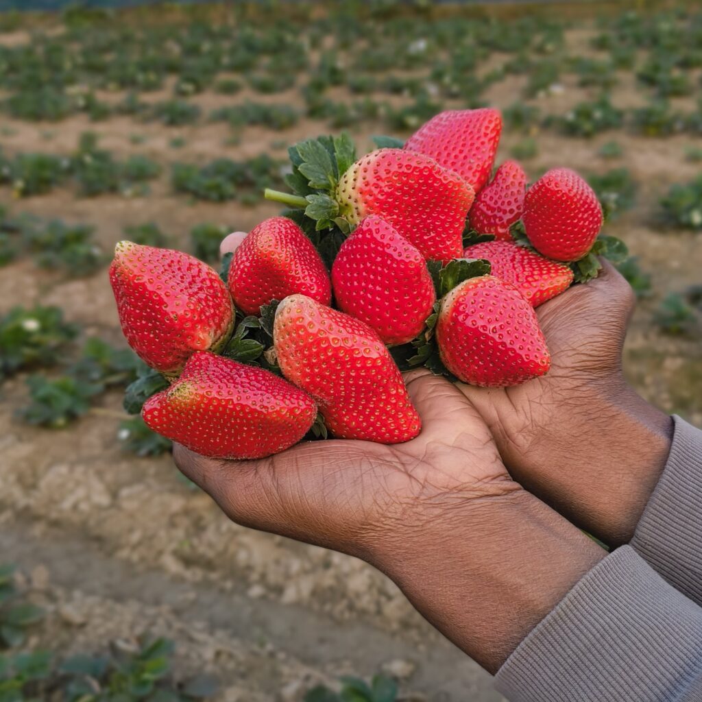 strawberry (স্ট্রবেরী) 1kg